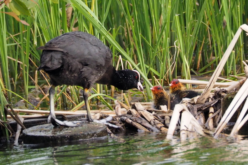 f:id:digibirds:20150516145250j:image