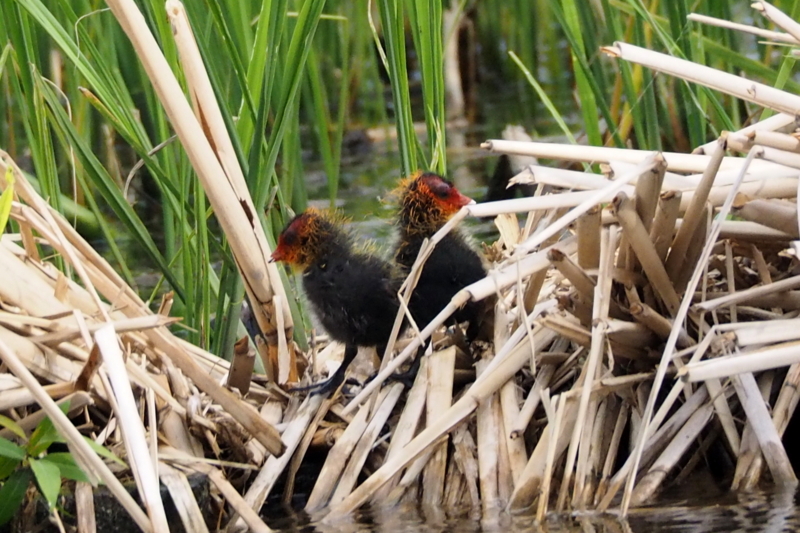 f:id:digibirds:20150516145257j:image