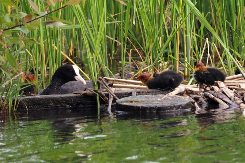 f:id:digibirds:20150516145301j:image