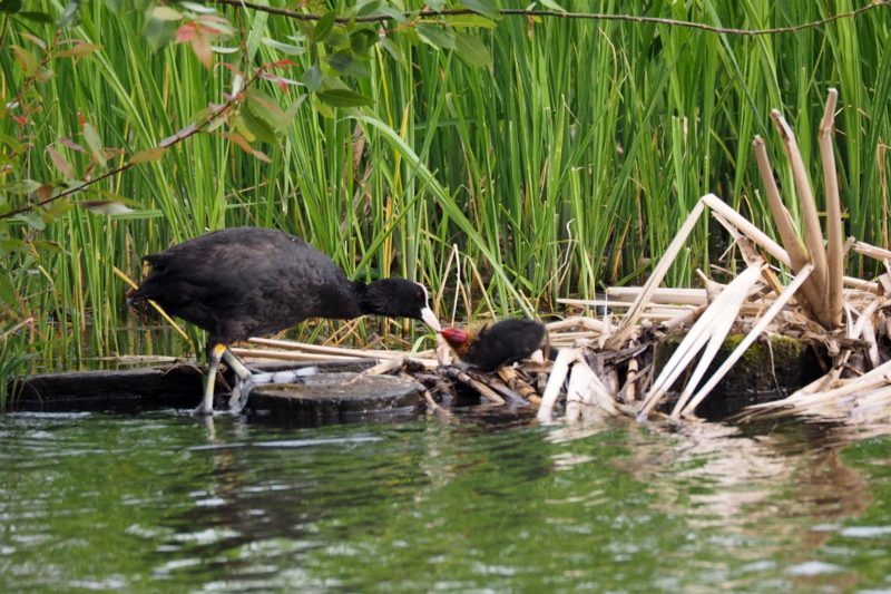 f:id:digibirds:20150516145310j:image