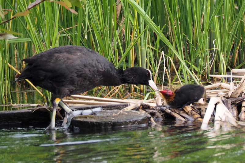 f:id:digibirds:20150516145331j:image