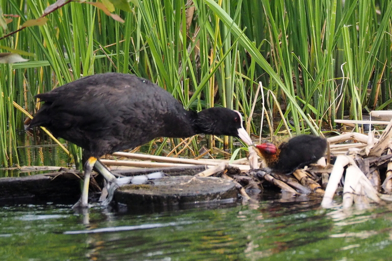 f:id:digibirds:20150516145340j:image