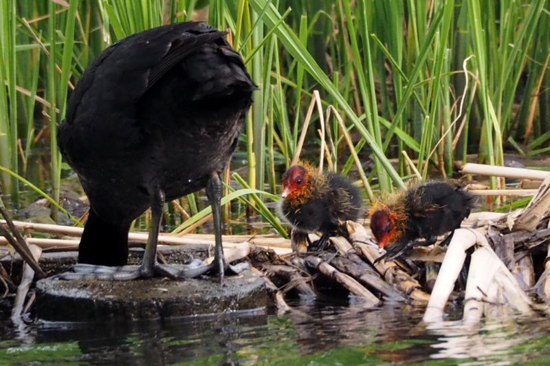 f:id:digibirds:20150516145938j:image