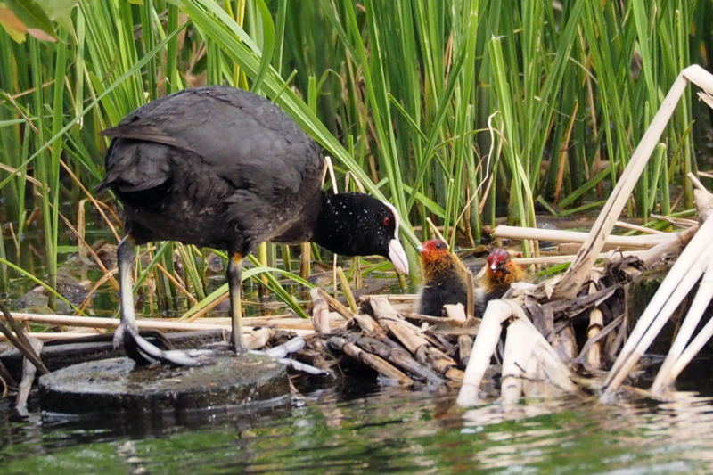 f:id:digibirds:20150516145943j:image