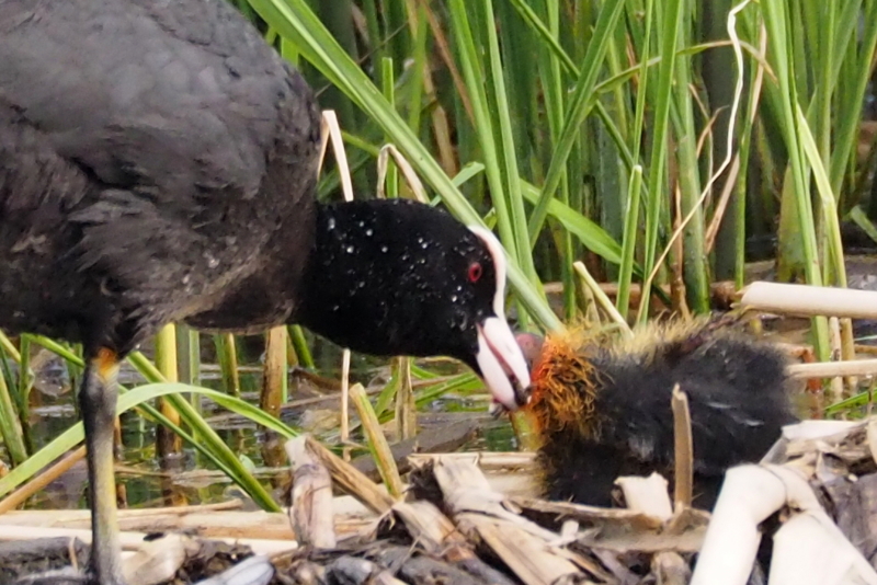 f:id:digibirds:20150516145949j:image