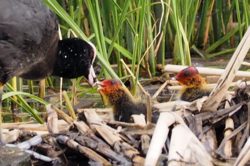 f:id:digibirds:20150516145951j:image
