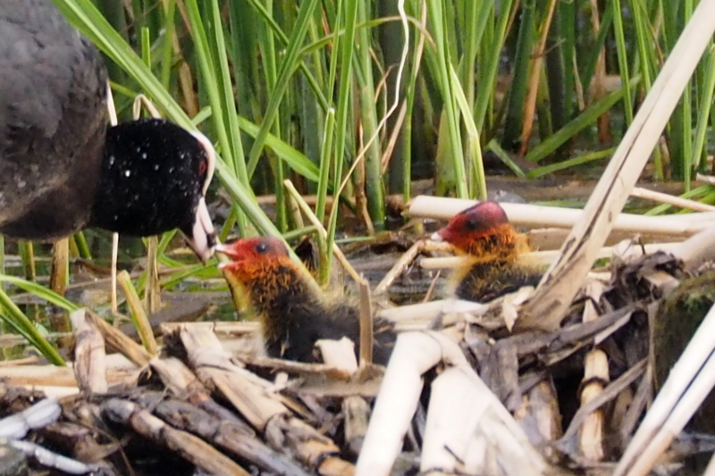 f:id:digibirds:20150516145953j:image
