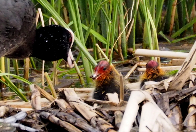 f:id:digibirds:20150516145955j:image
