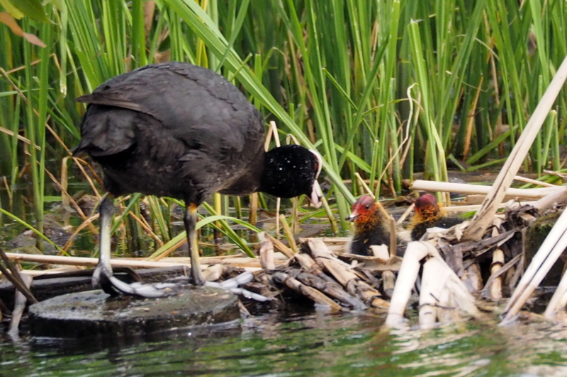 f:id:digibirds:20150516145957j:image