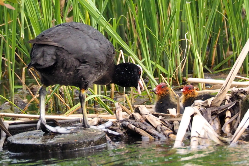 f:id:digibirds:20150516150002j:image