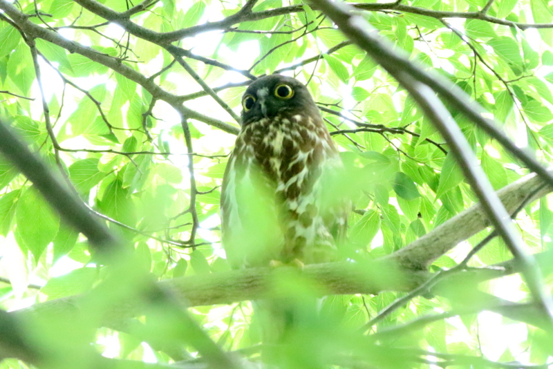 f:id:digibirds:20150620194604j:image