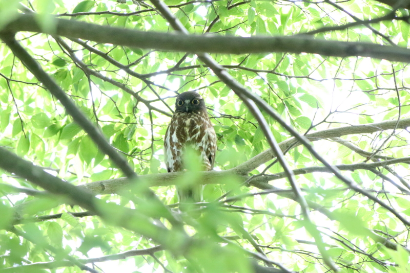 f:id:digibirds:20150620194637j:image