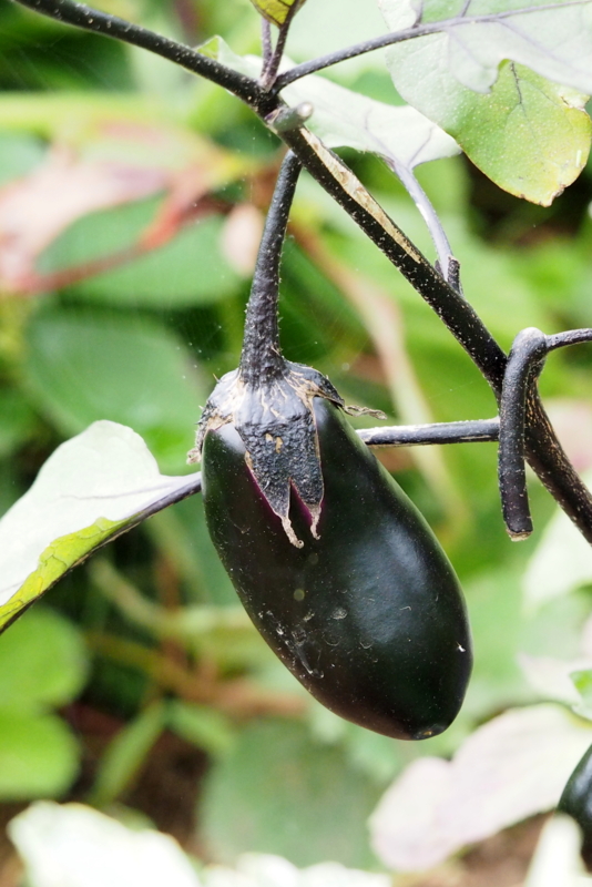 f:id:digibirds:20150701103702j:image