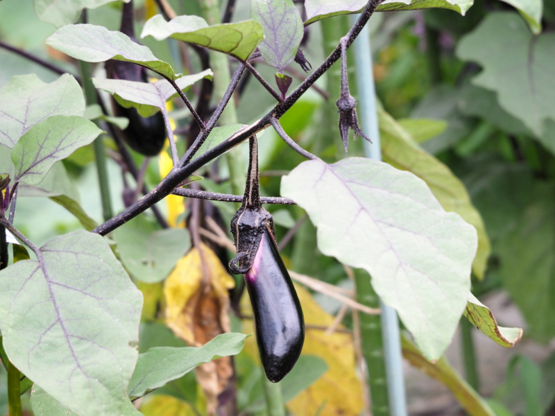 f:id:digibirds:20150701103714j:image