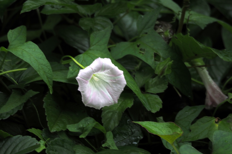 f:id:digibirds:20150704190540j:image