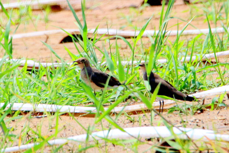 f:id:digibirds:20150815163300j:image