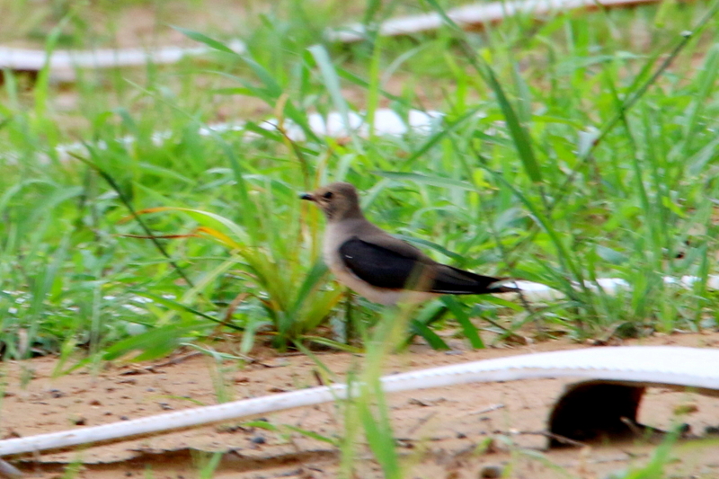 f:id:digibirds:20150815163306j:image
