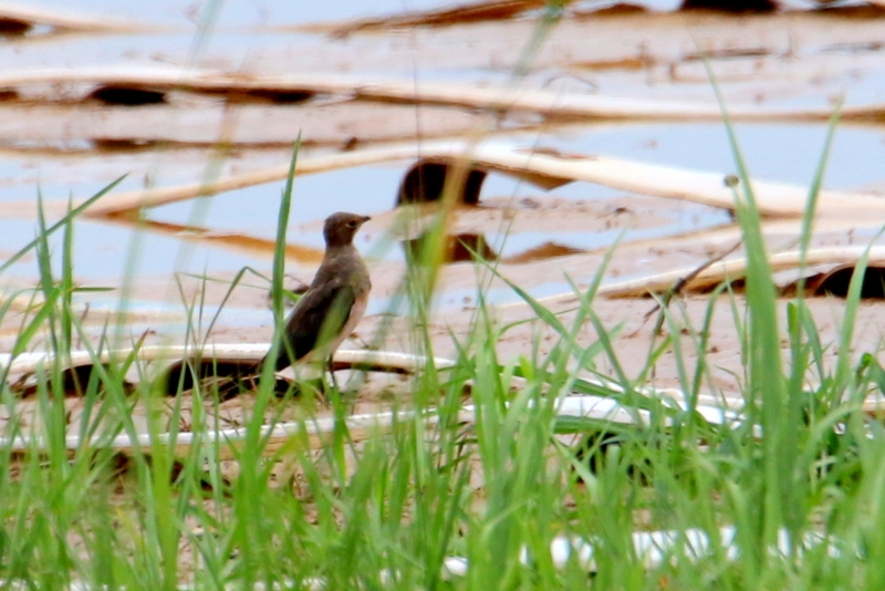 f:id:digibirds:20150815163311j:image