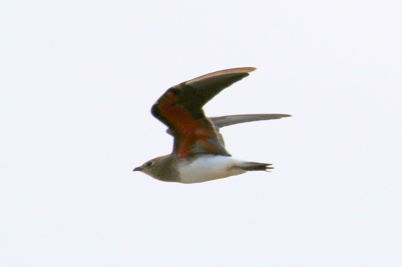 f:id:digibirds:20150815163314j:image