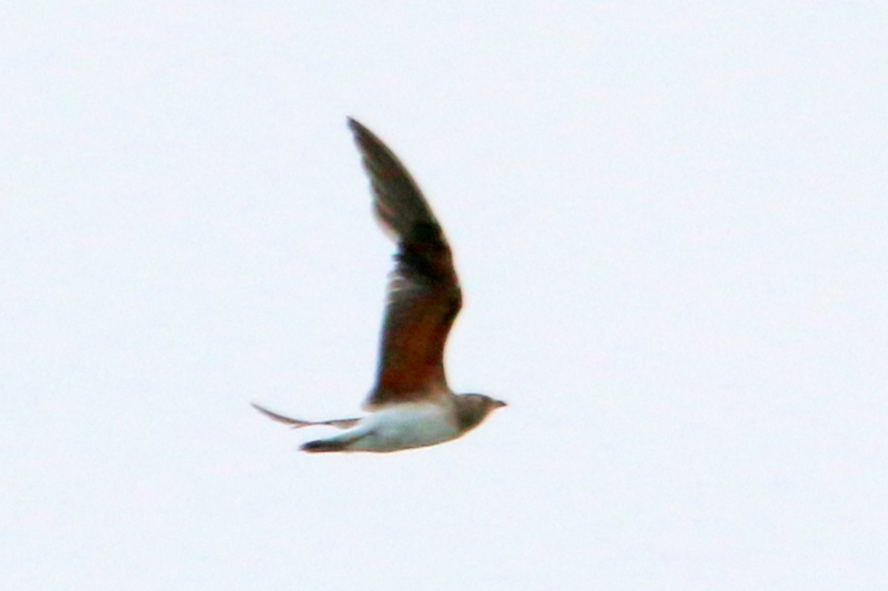 f:id:digibirds:20150817181126j:image