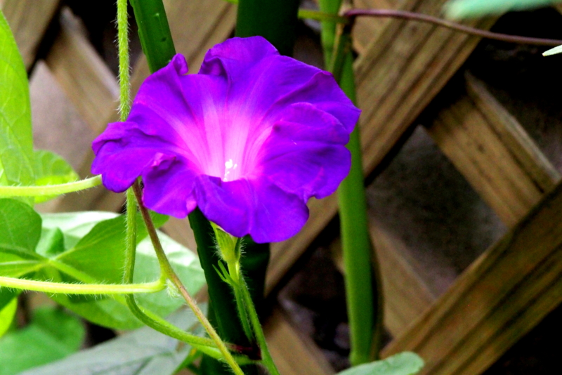 f:id:digibirds:20150819072148j:image