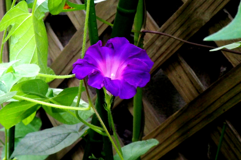 f:id:digibirds:20150819072212j:image