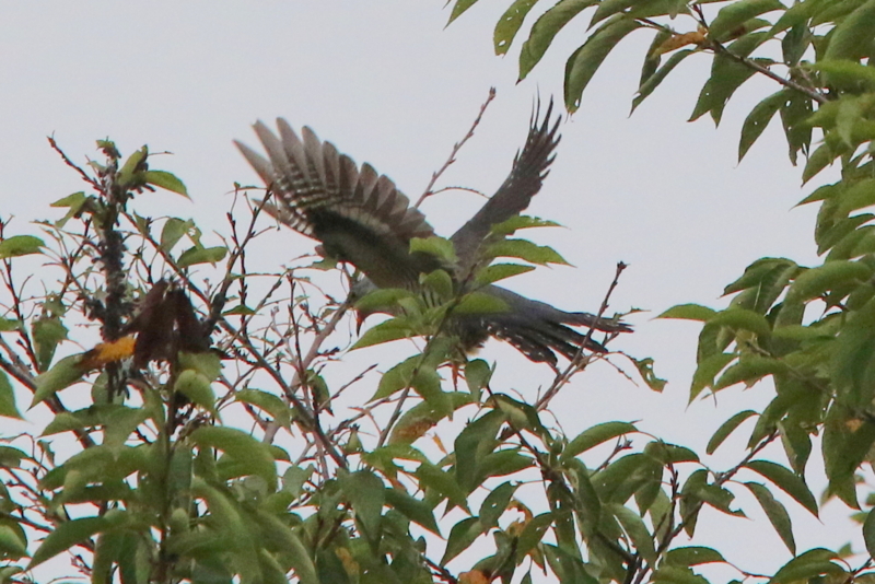 f:id:digibirds:20150830121619j:image