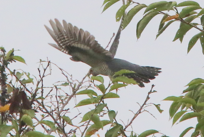 f:id:digibirds:20150830121623j:image