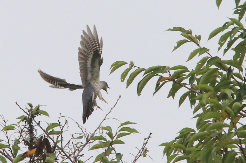 f:id:digibirds:20150830121625j:image