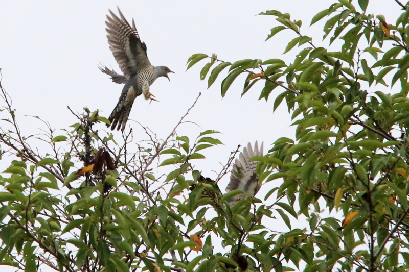 f:id:digibirds:20150830121628j:image