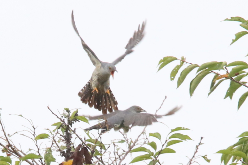 f:id:digibirds:20150830121636j:image