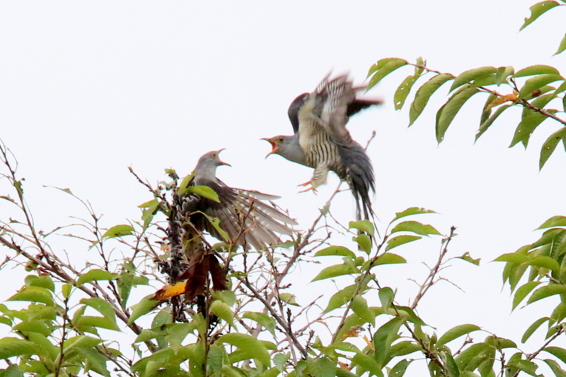 f:id:digibirds:20150830121644j:image