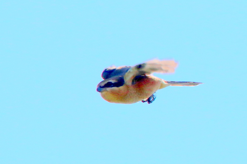 f:id:digibirds:20150922172155j:image