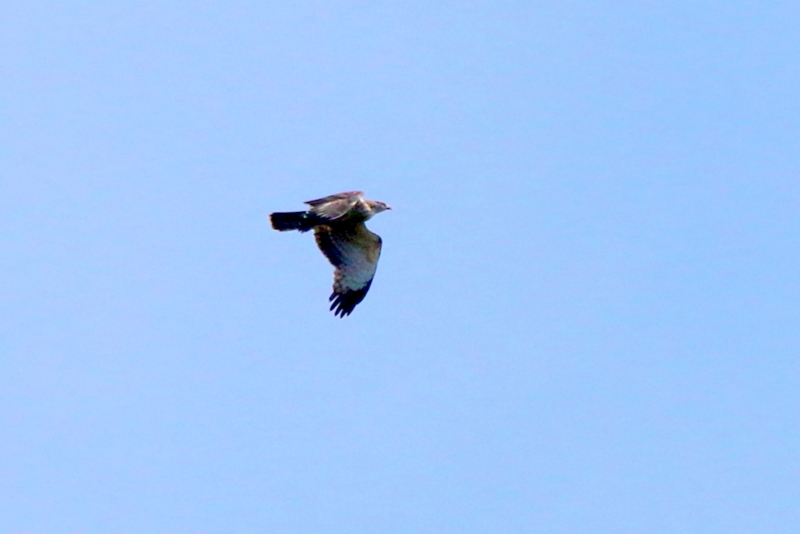 f:id:digibirds:20150924225355j:image f:id:digibirds:20150924225355j:image