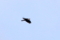 20150925181309