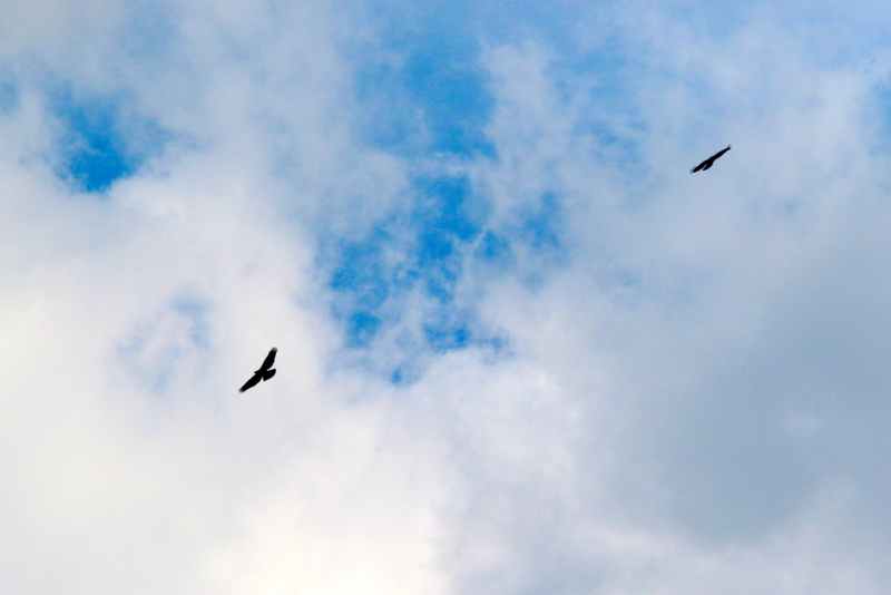 f:id:digibirds:20150927181525j:image f:id:digibirds:20150927181525j:image