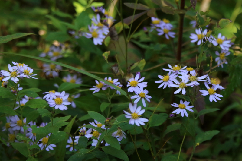 f:id:digibirds:20151021162242j:image f:id:digibirds:20151021162242j:image