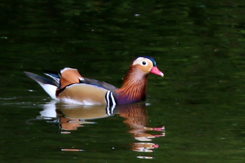 f:id:digibirds:20151101180203j:image f:id:digibirds:20151101180203j:image