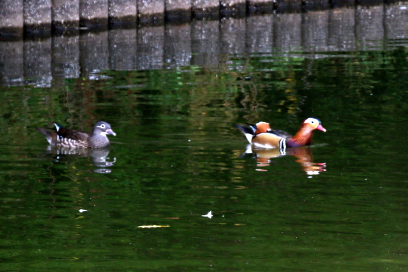 f:id:digibirds:20151101180205j:image f:id:digibirds:20151101180205j:image