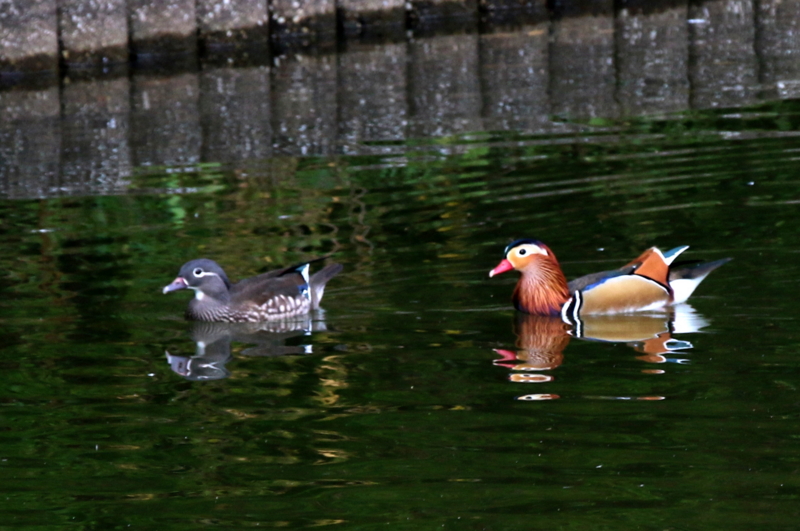 f:id:digibirds:20151101180212j:image f:id:digibirds:20151101180212j:image