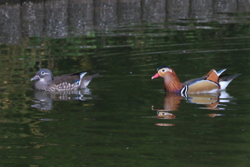 f:id:digibirds:20151101180217j:image f:id:digibirds:20151101180217j:image
