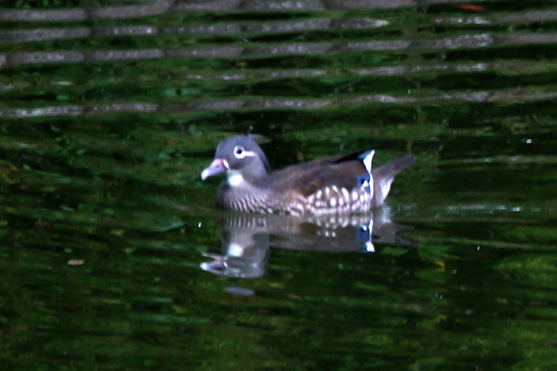 f:id:digibirds:20151101180222j:image f:id:digibirds:20151101180222j:image