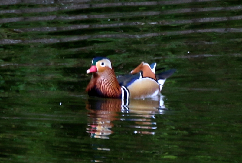f:id:digibirds:20151101180224j:image f:id:digibirds:20151101180224j:image