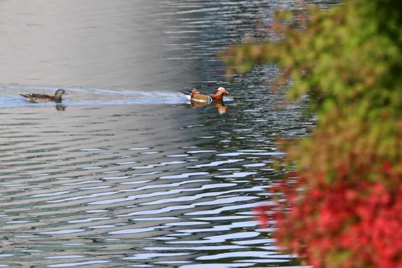 f:id:digibirds:20151101180226j:image f:id:digibirds:20151101180226j:image