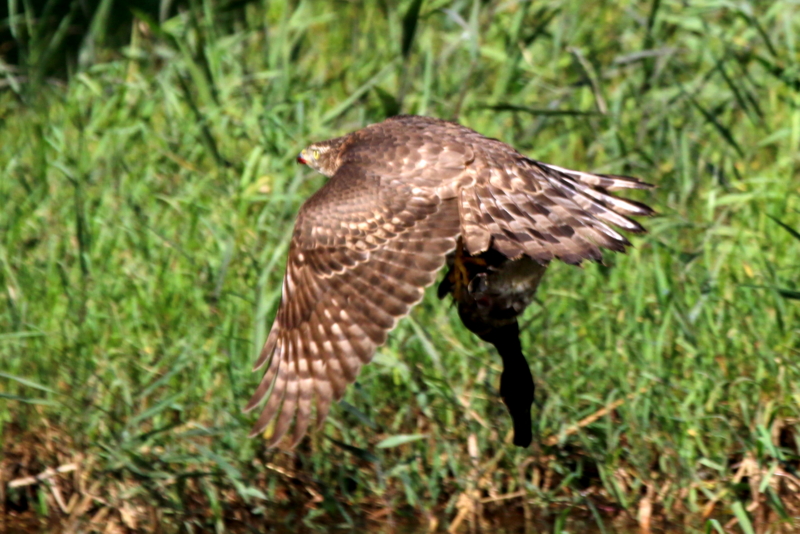 f:id:digibirds:20151103184052j:image