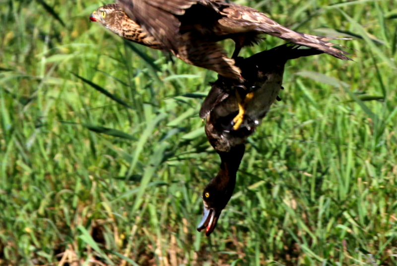 f:id:digibirds:20151103184106j:image