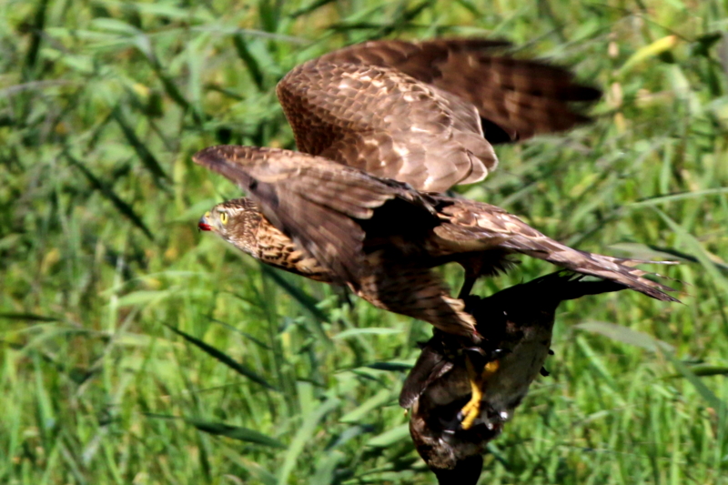 f:id:digibirds:20151103184112j:image
