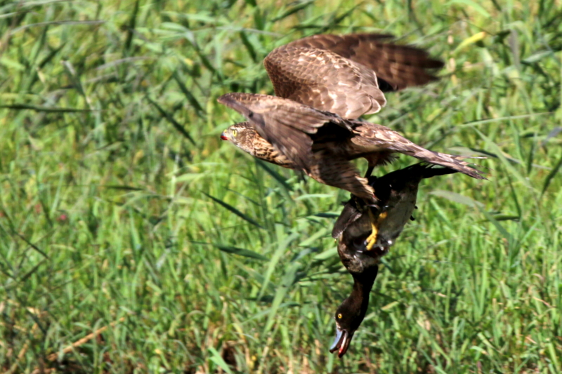 f:id:digibirds:20151103184117j:image f:id:digibirds:20151103184117j:image