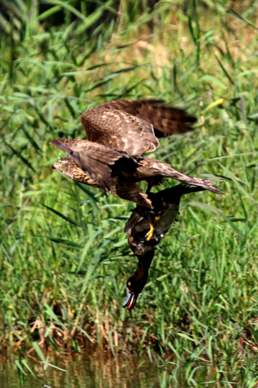 f:id:digibirds:20151103184129j:image