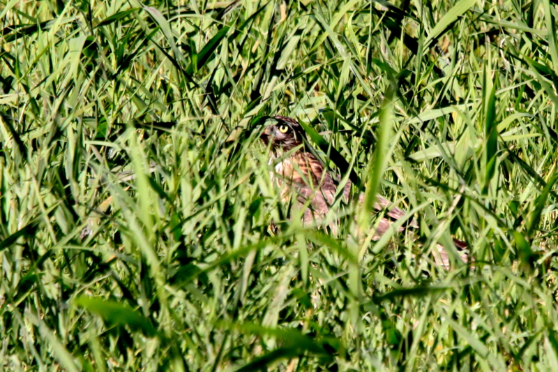 f:id:digibirds:20151103211314j:image